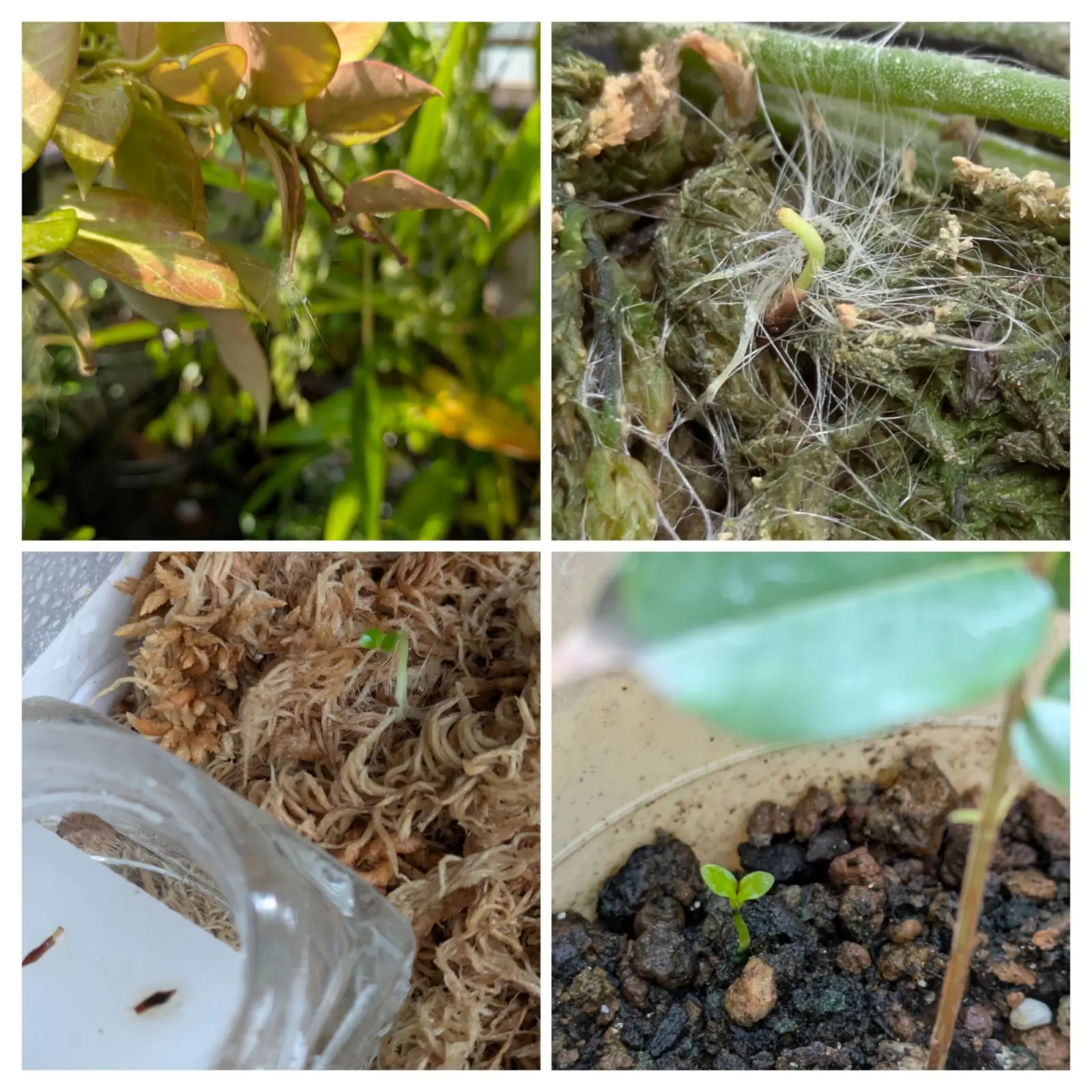 ホヤ　オブスクラ　播種　発芽