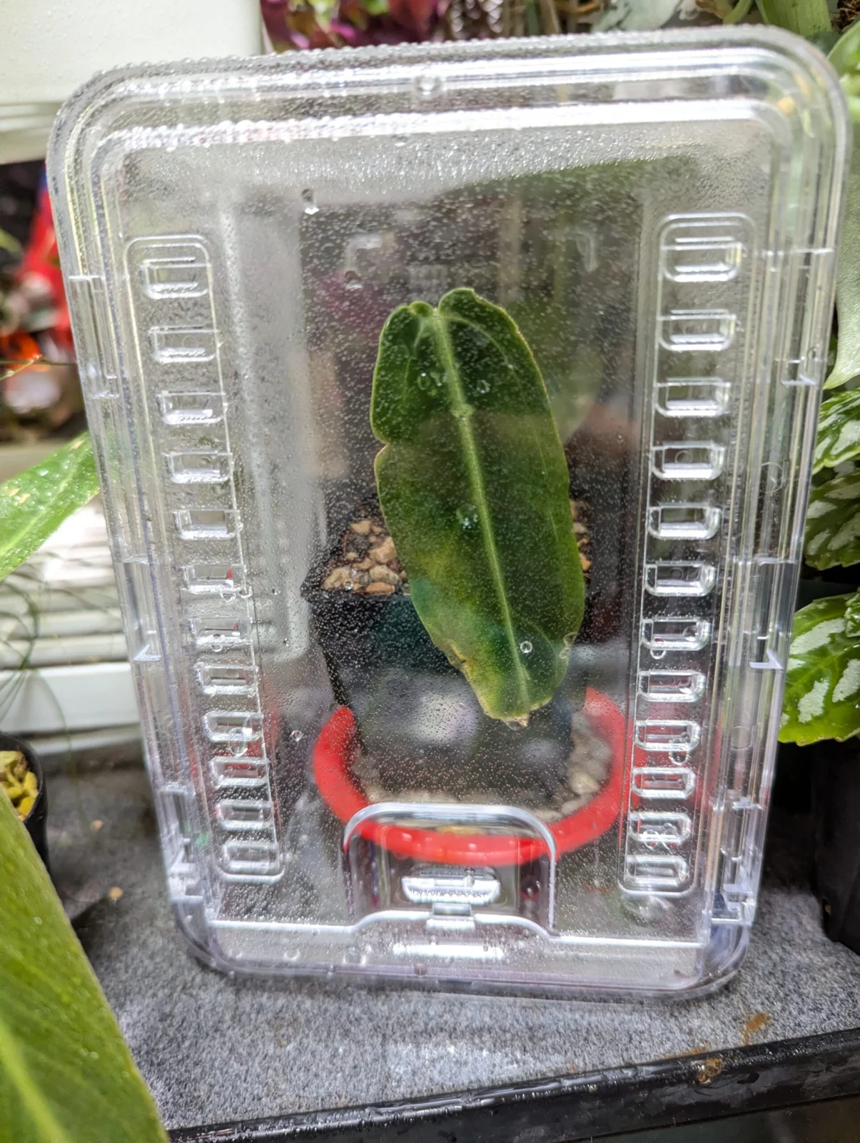 アンスリウム　ワロクアナム　密閉