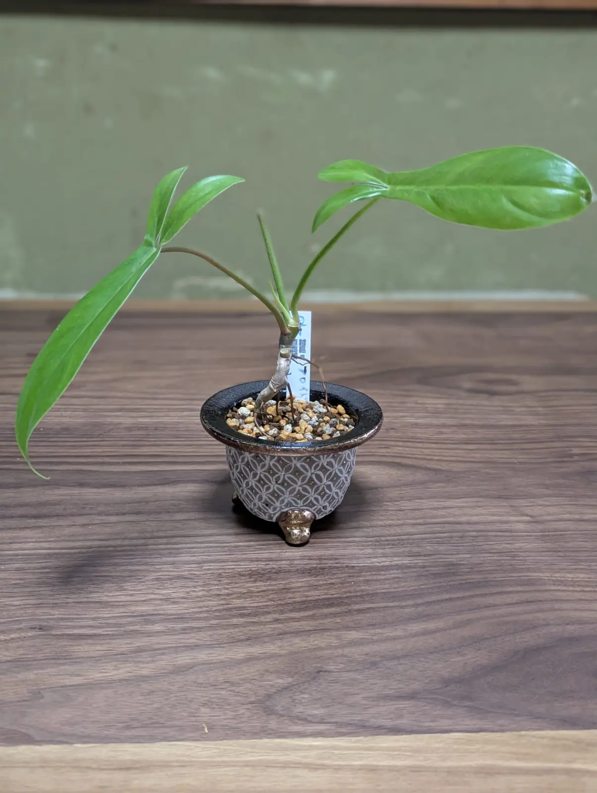 アロイド盆栽　錦鉢