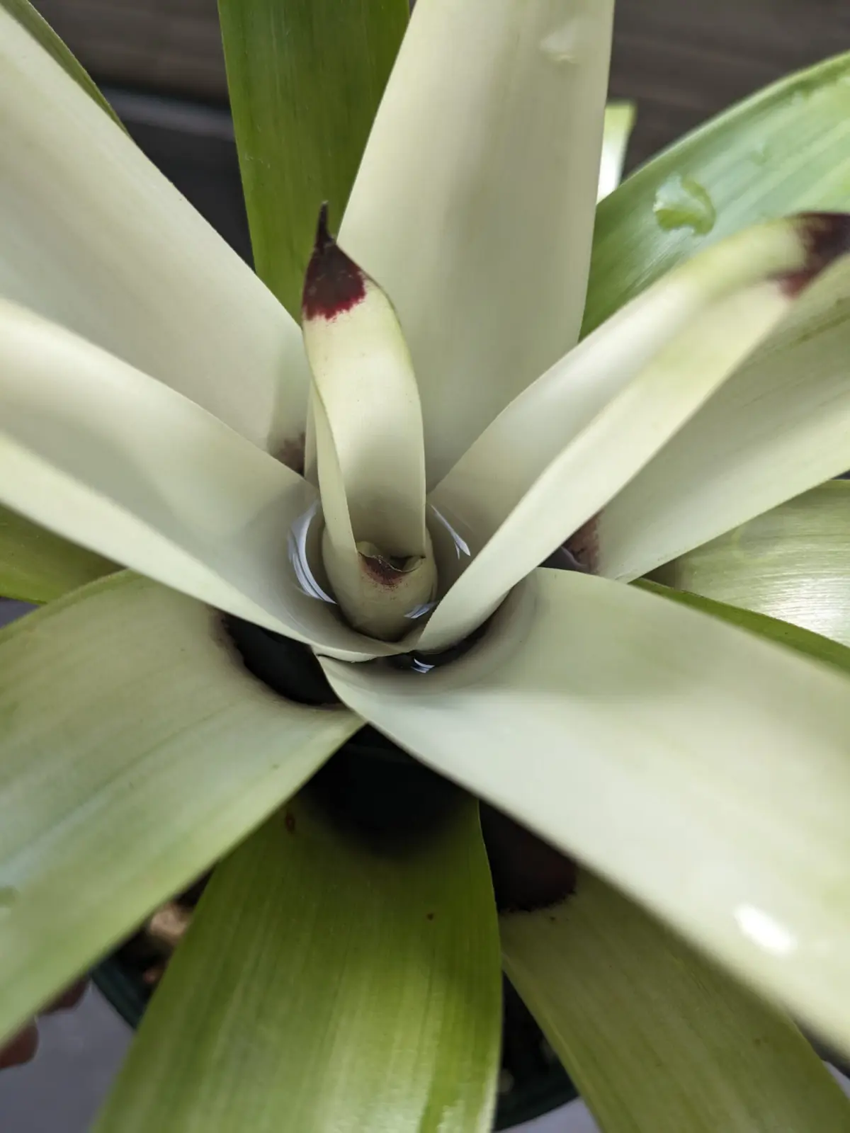 フリーセア　ホワイトクラウド