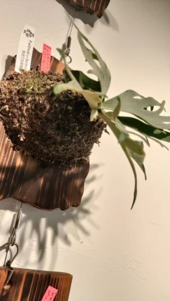 ビカクシダ ウィリンキー バクテリア