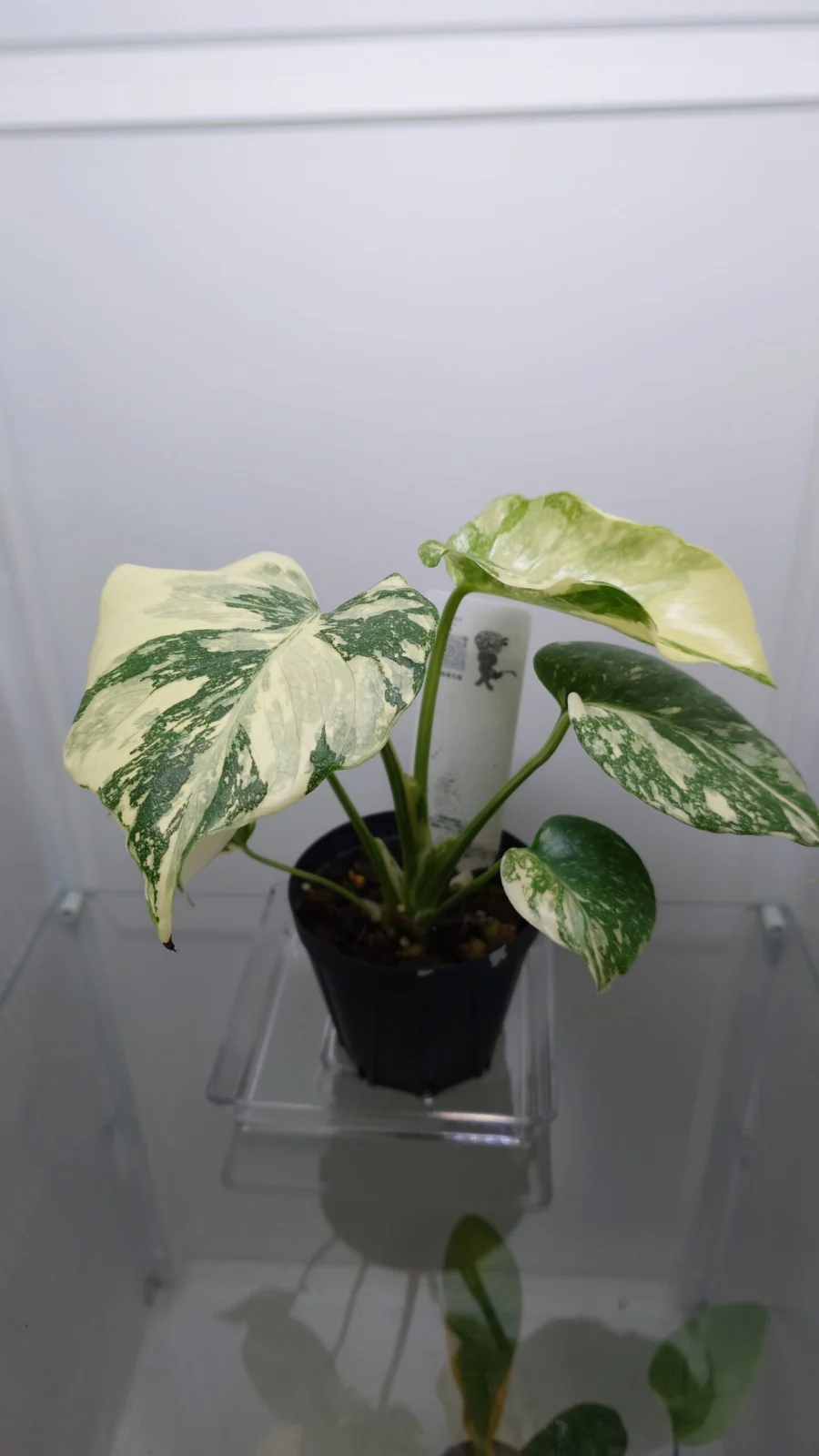 モンステラ　タイコンステレーション