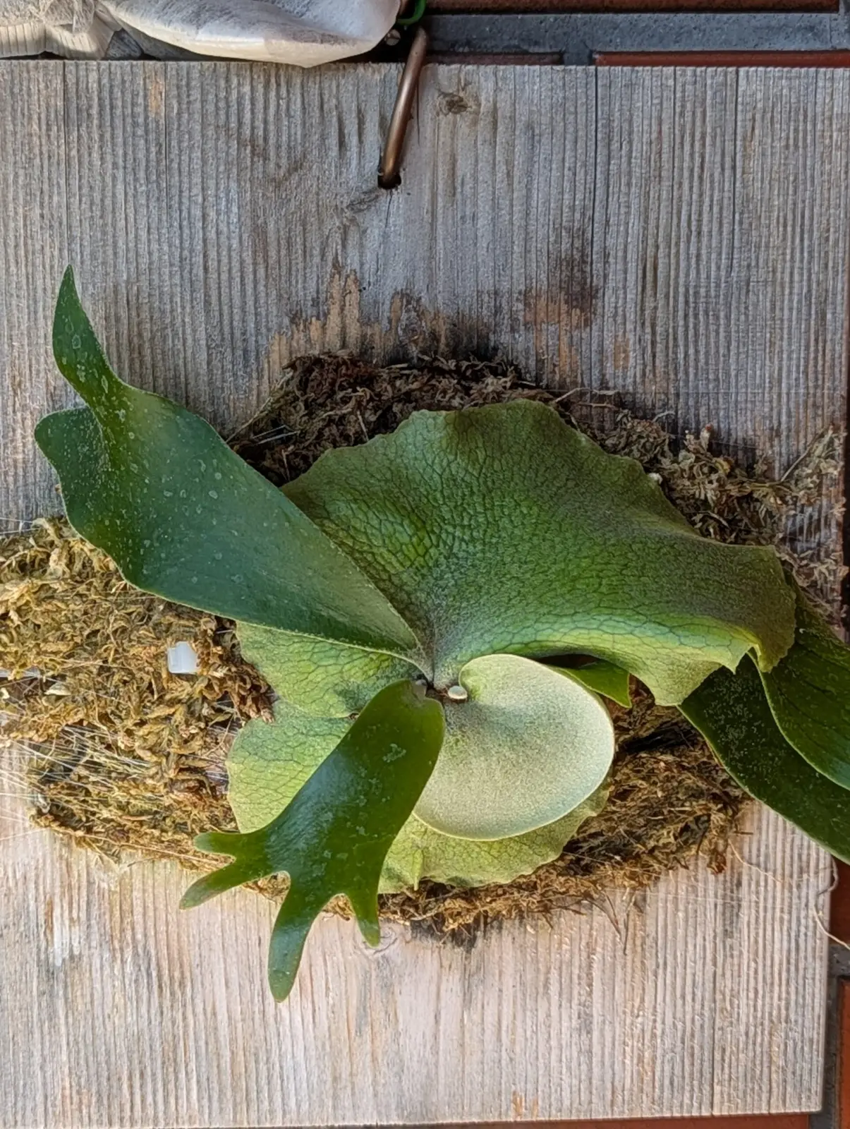 ビカクシダ　ピョン吉　成長記録5