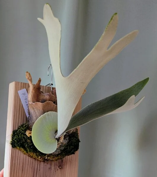 ビカクシダ フブキ