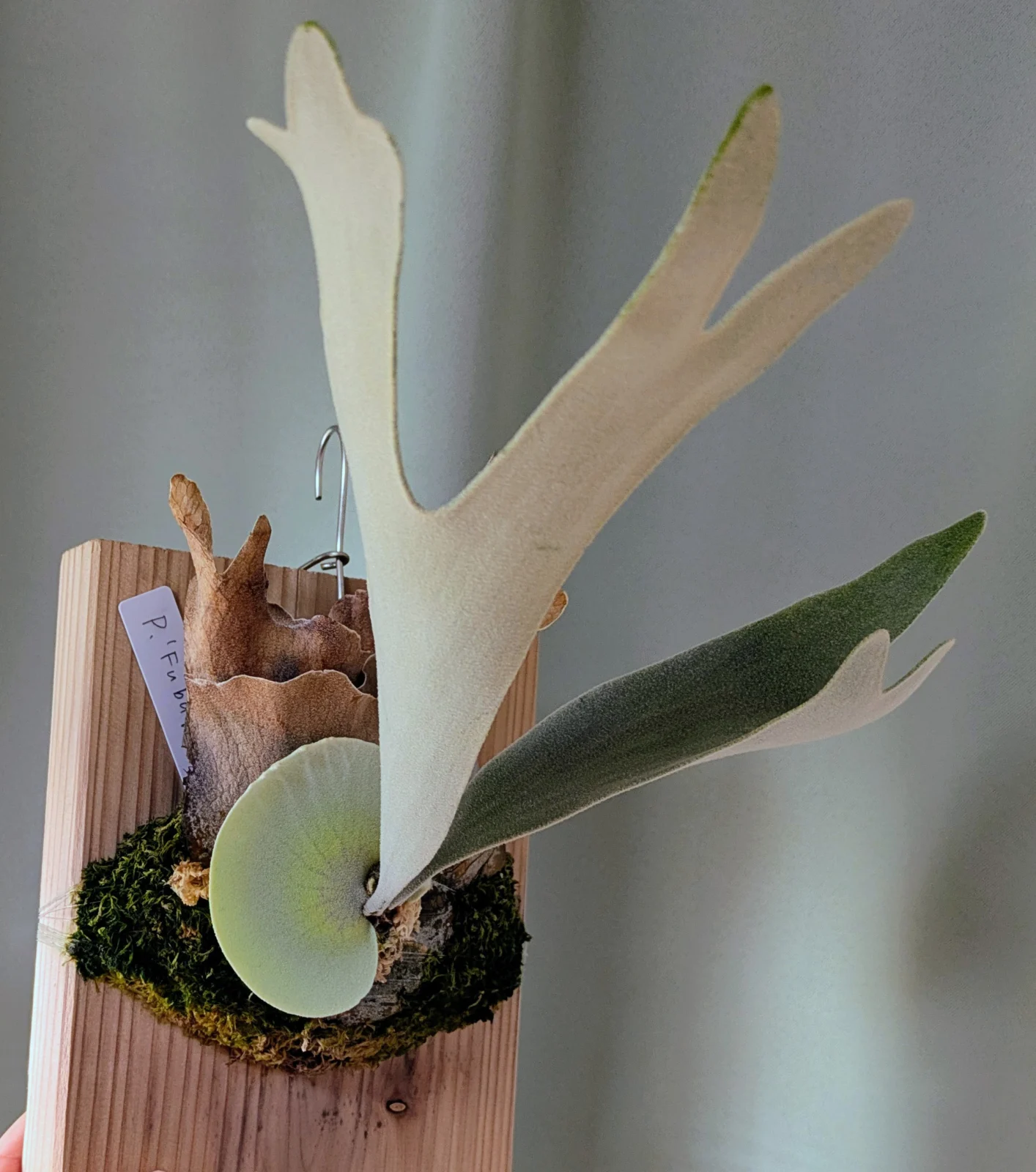 ビカクシダ フブキ