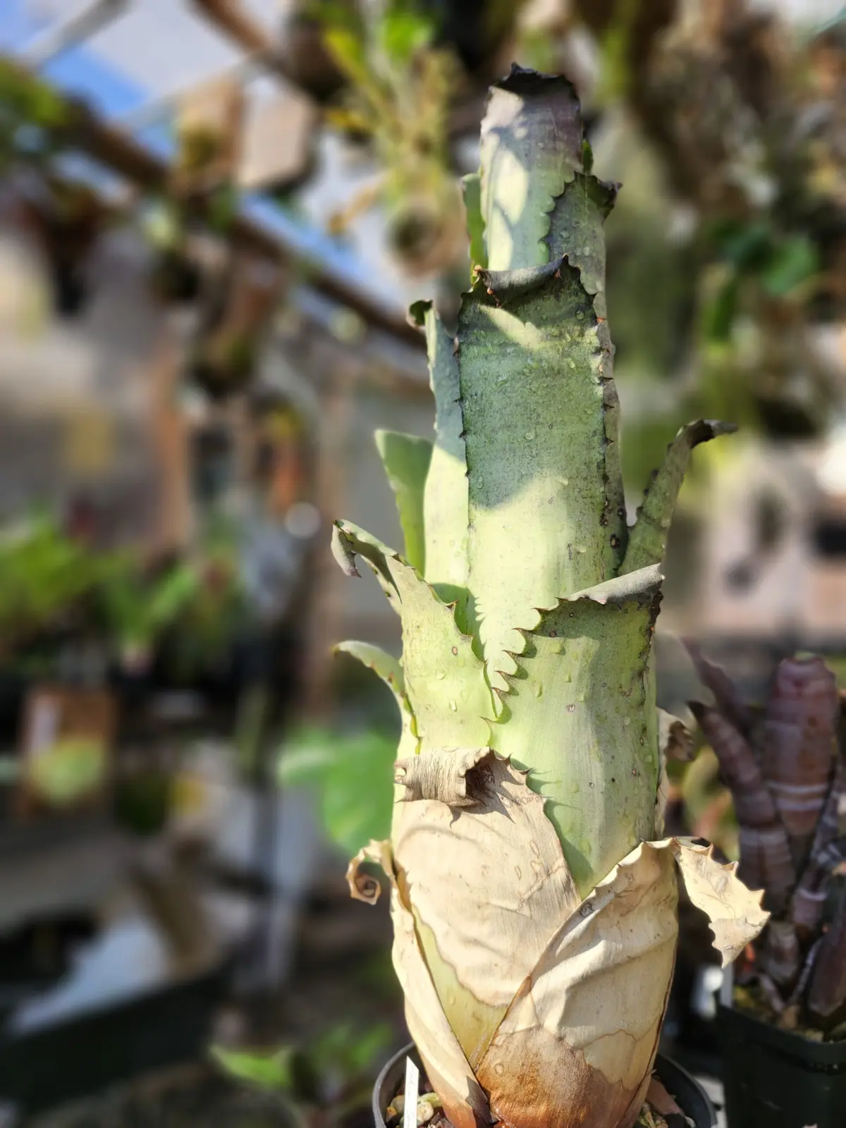 ホヘンベルギア　サンドラーズマウンテン　