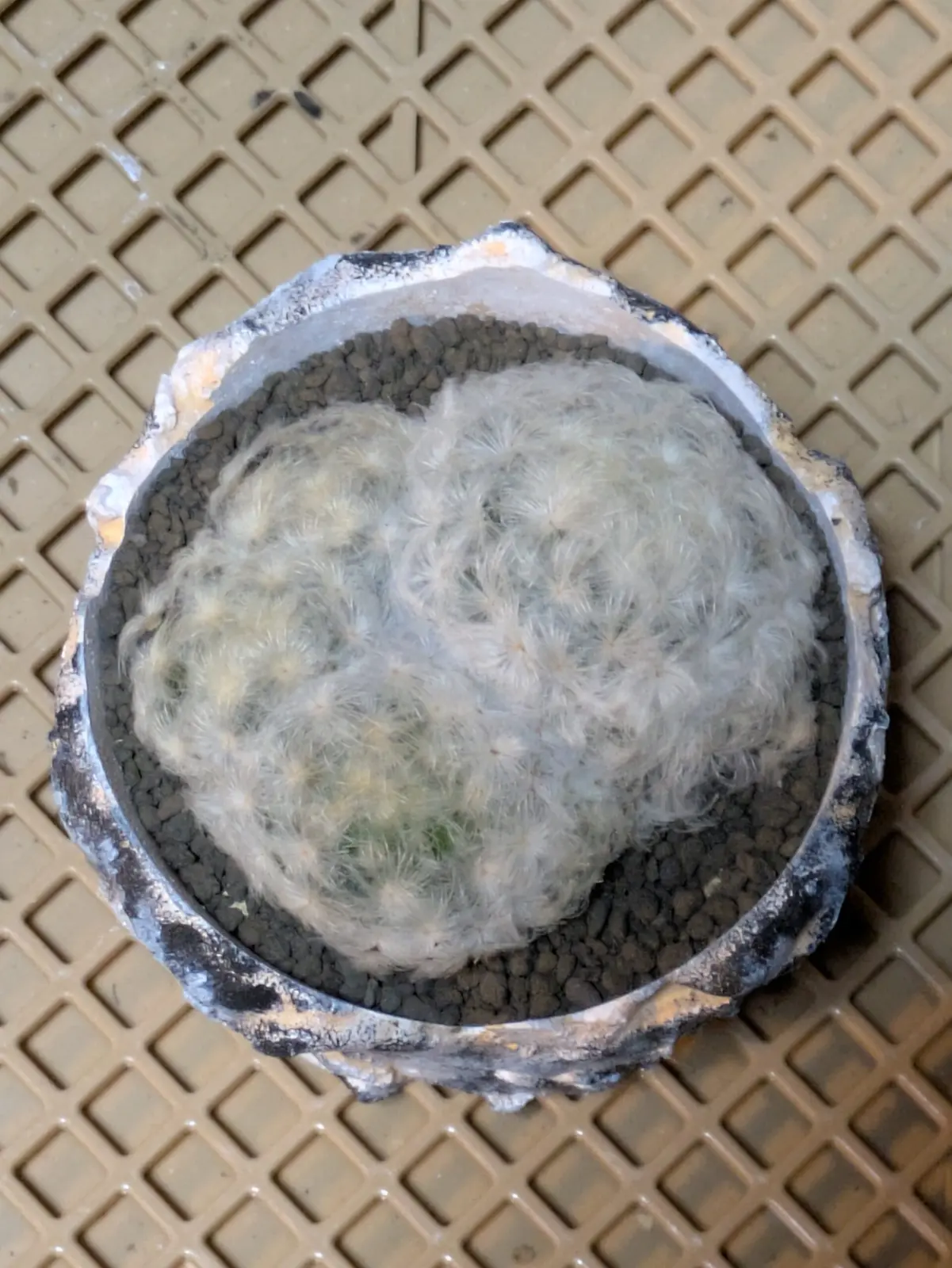 白星(シラホシ) Mammillaria·Plumosa