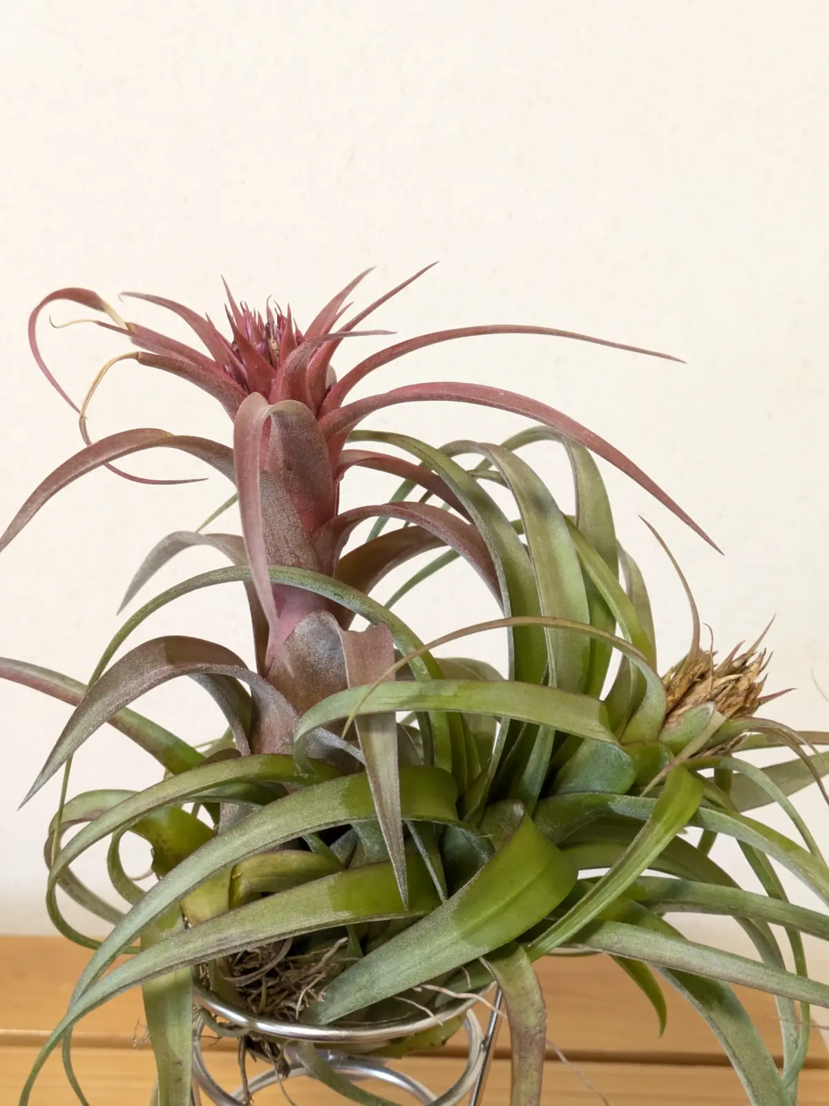 ティランジア　エリックノブロック