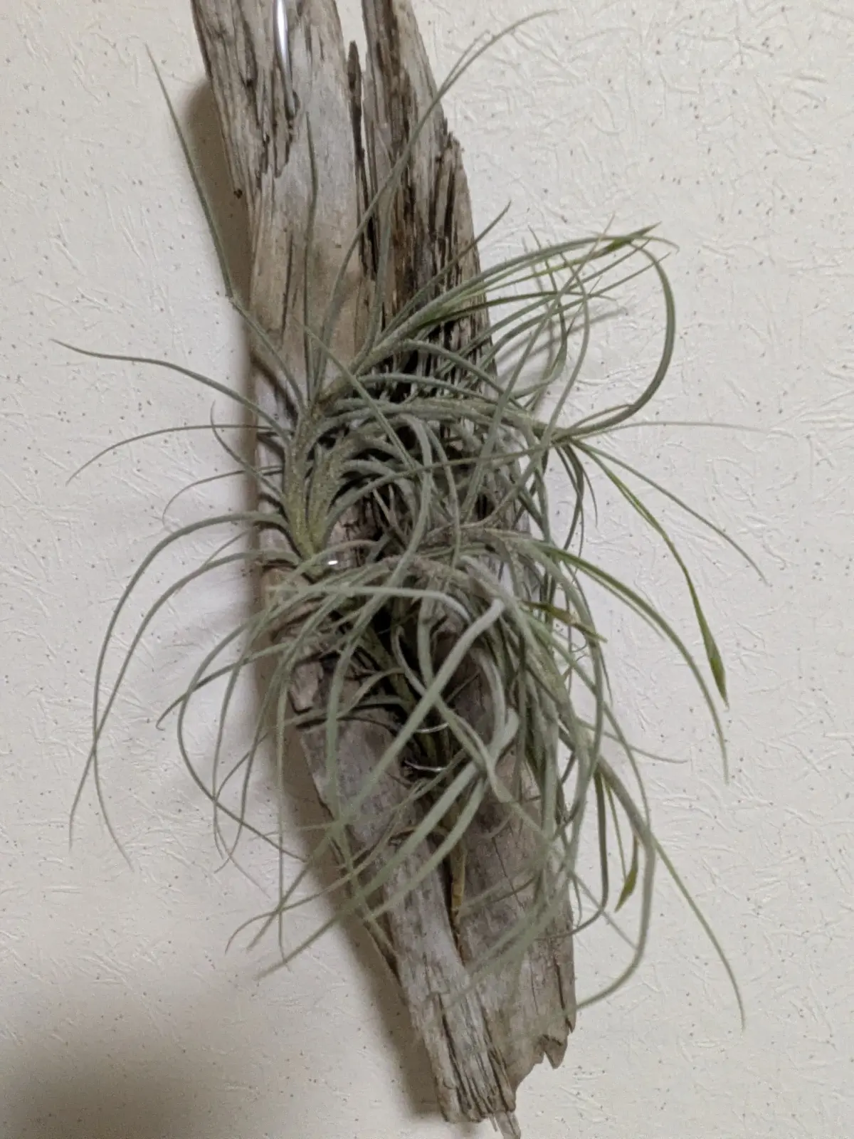 ティランジア　バンデンシス