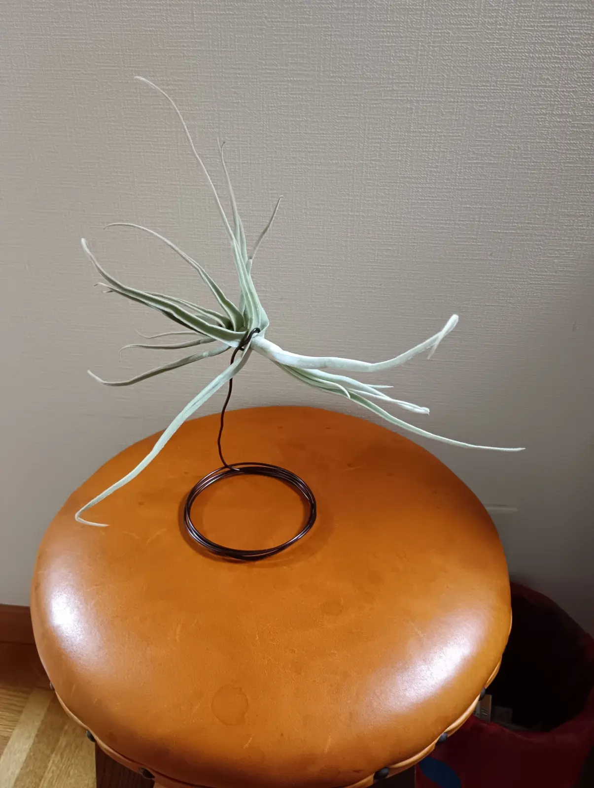 ティランジア　ストレプトカルパ