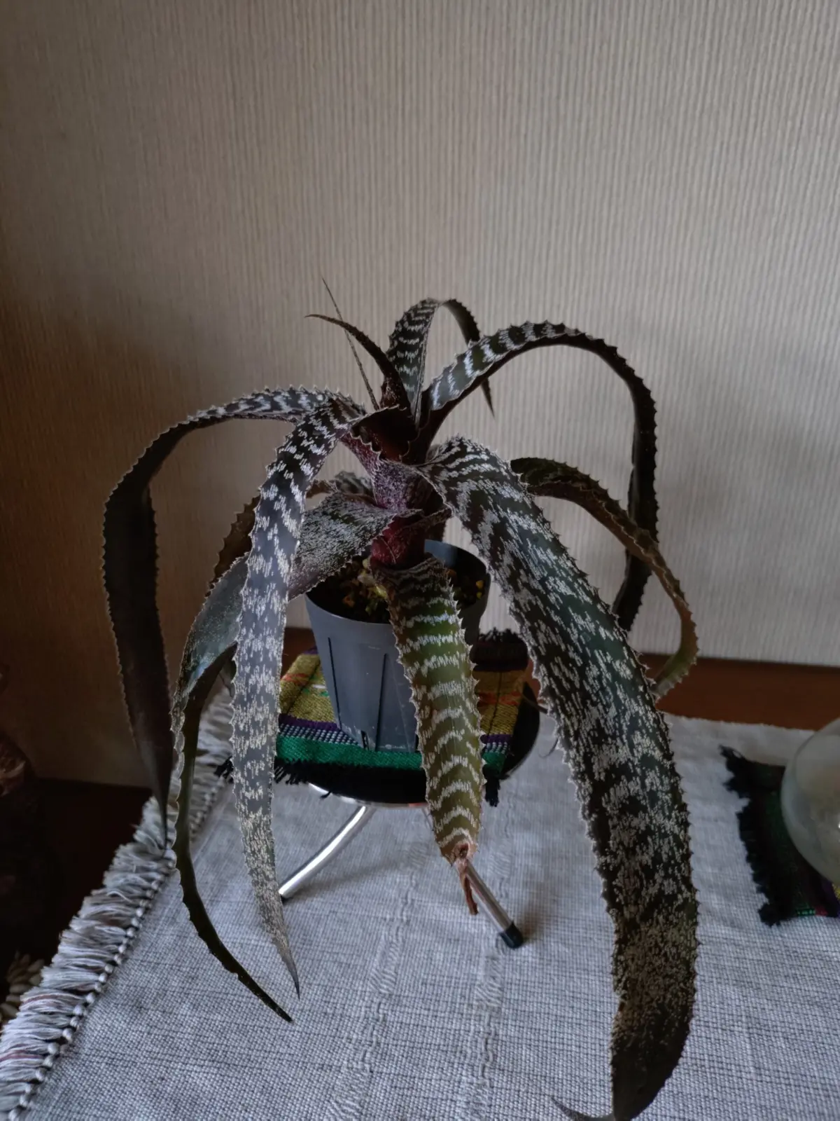 オルソフィツム　グルケニー　徒長