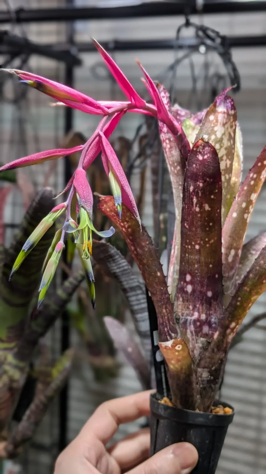 ビルベルギア クムフラ 花