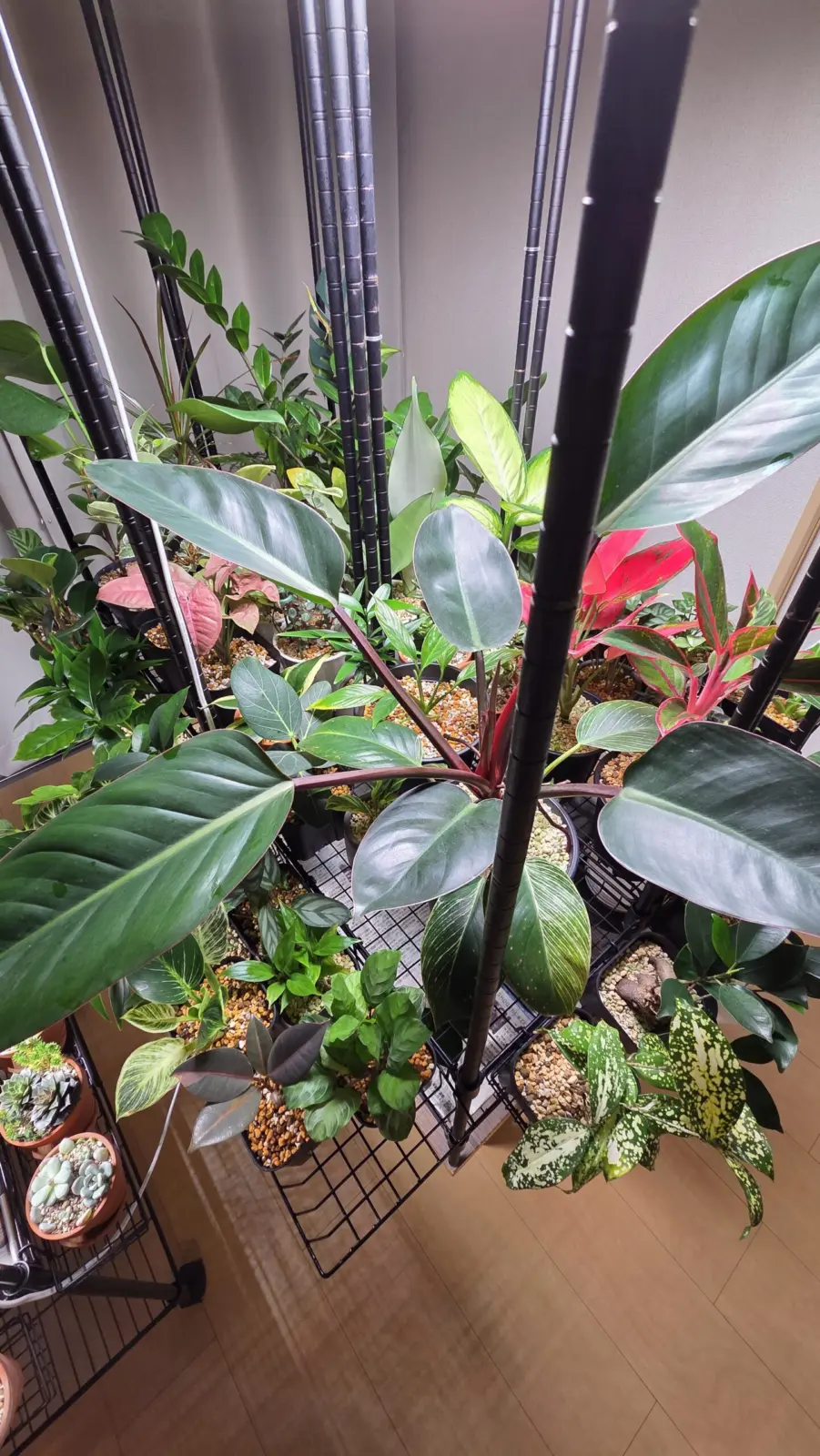 フィロデンドロン　バーキン　先祖返り　100均　③