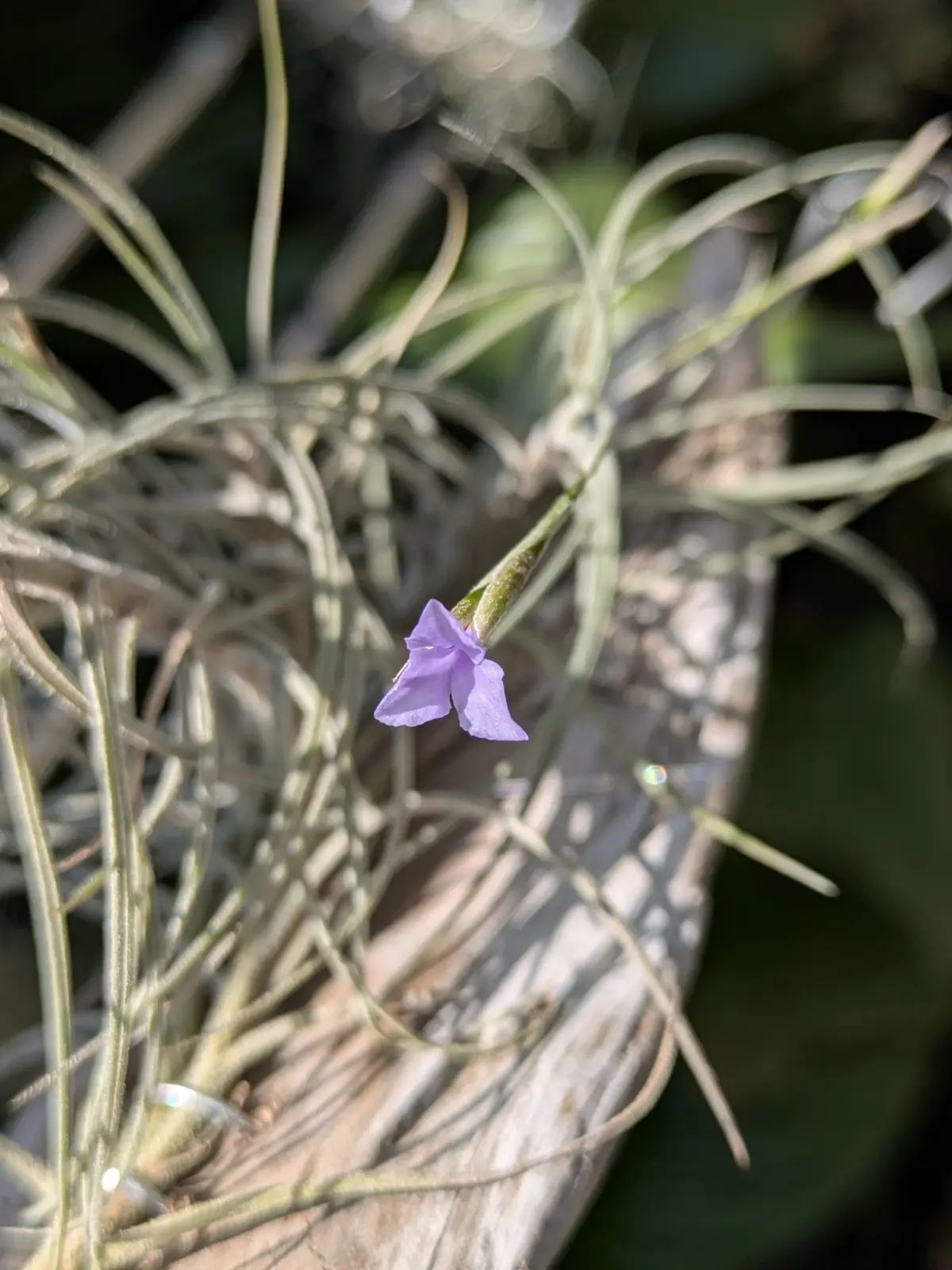 ティランジア　バンデンシス　花