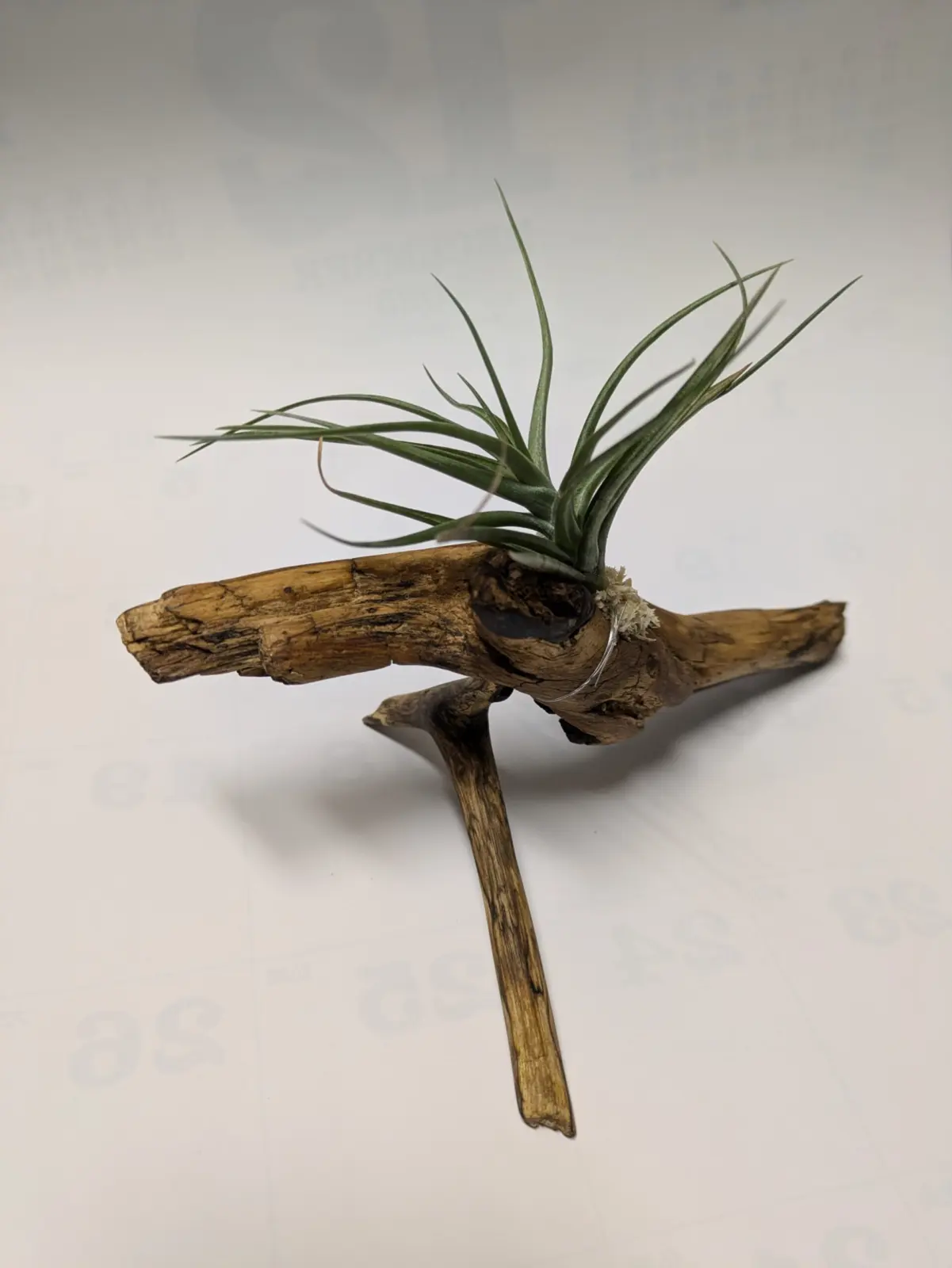 チランジア （札落ち）