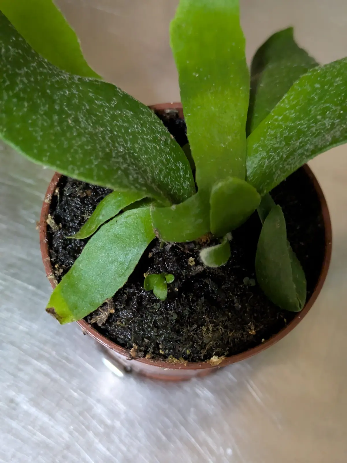 ビカクシダ ネザーランド