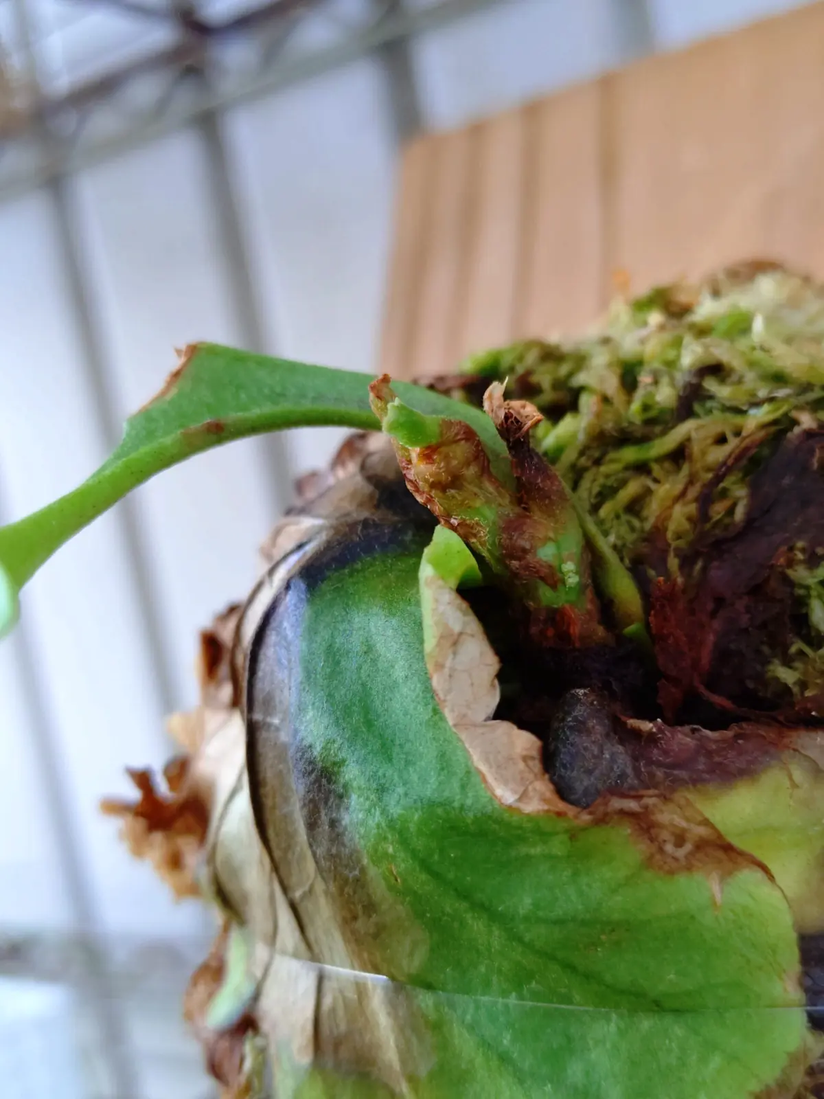 ビカクシダ　リドレイ