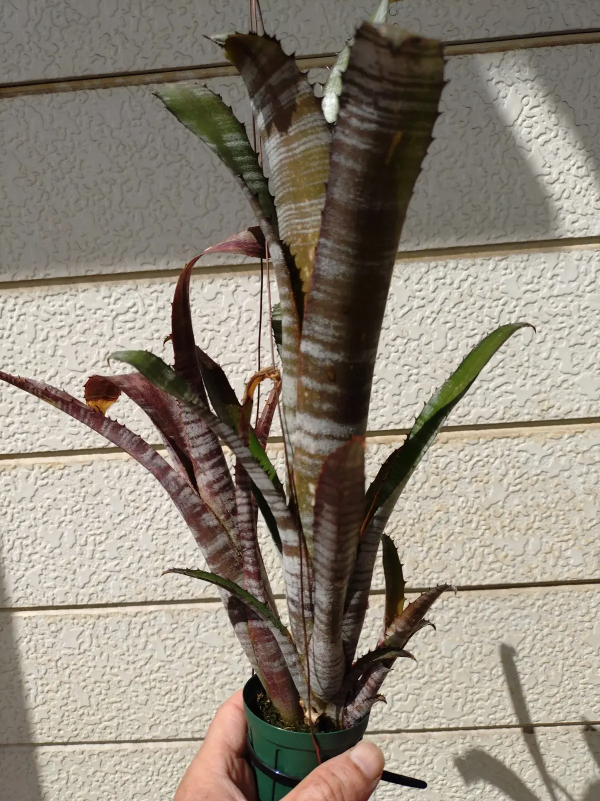 ビルベルギア　パイプライン