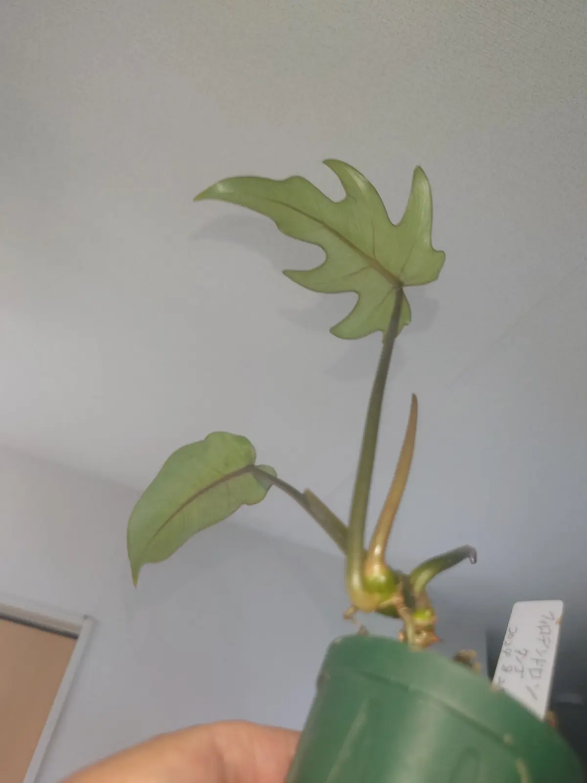 フィロデンドロン　タンゴ