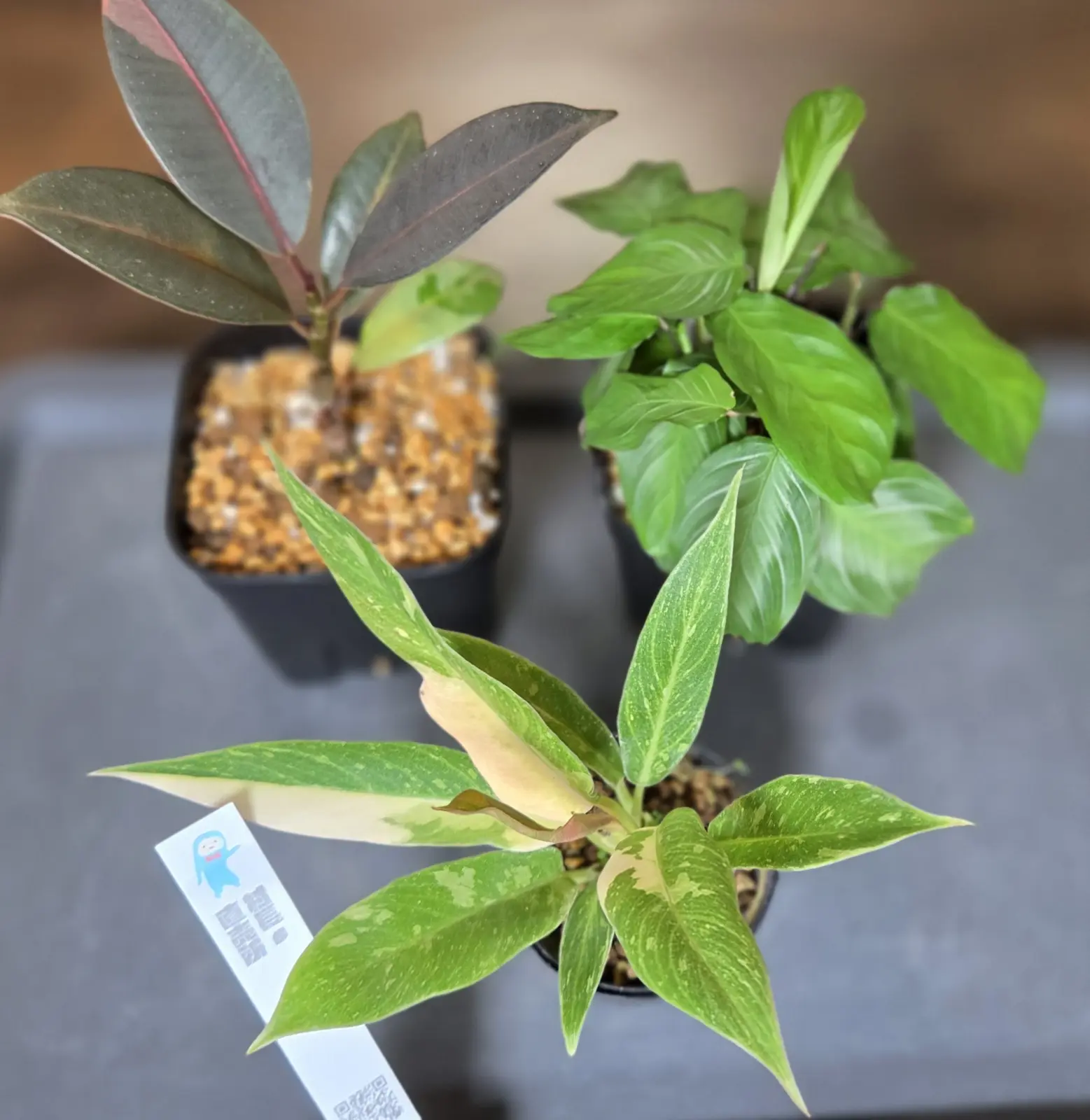 フォロデンドロン　ジャングルブーギー　村長の直売所　到着後