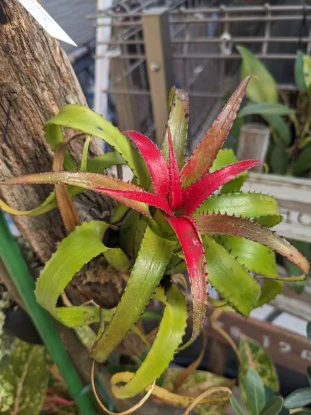 ネオレゲリア ペンデュラ