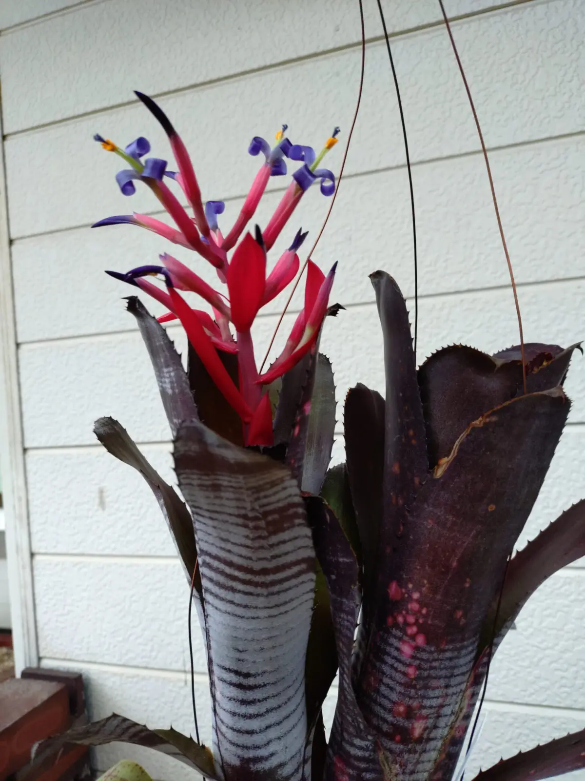 ビルベルギア　スモークスタック　開花