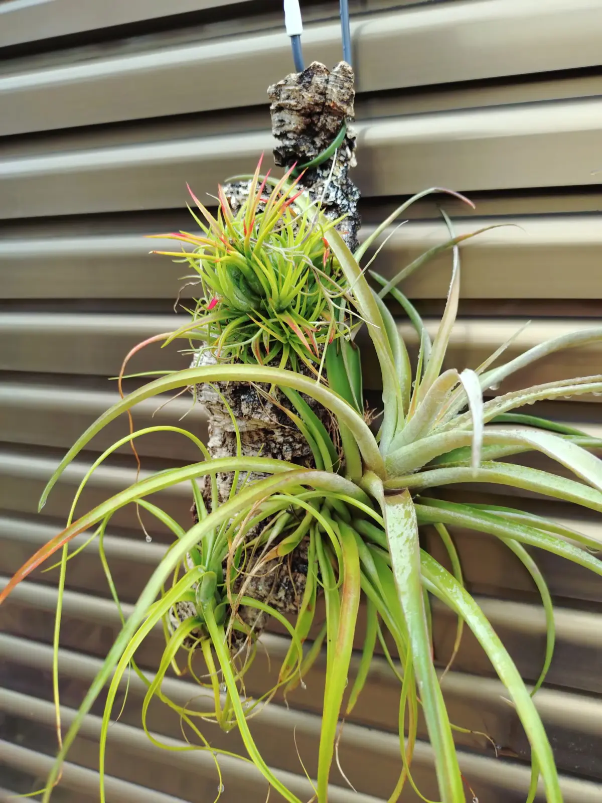 ティランジア　イオナンタ　品種不明