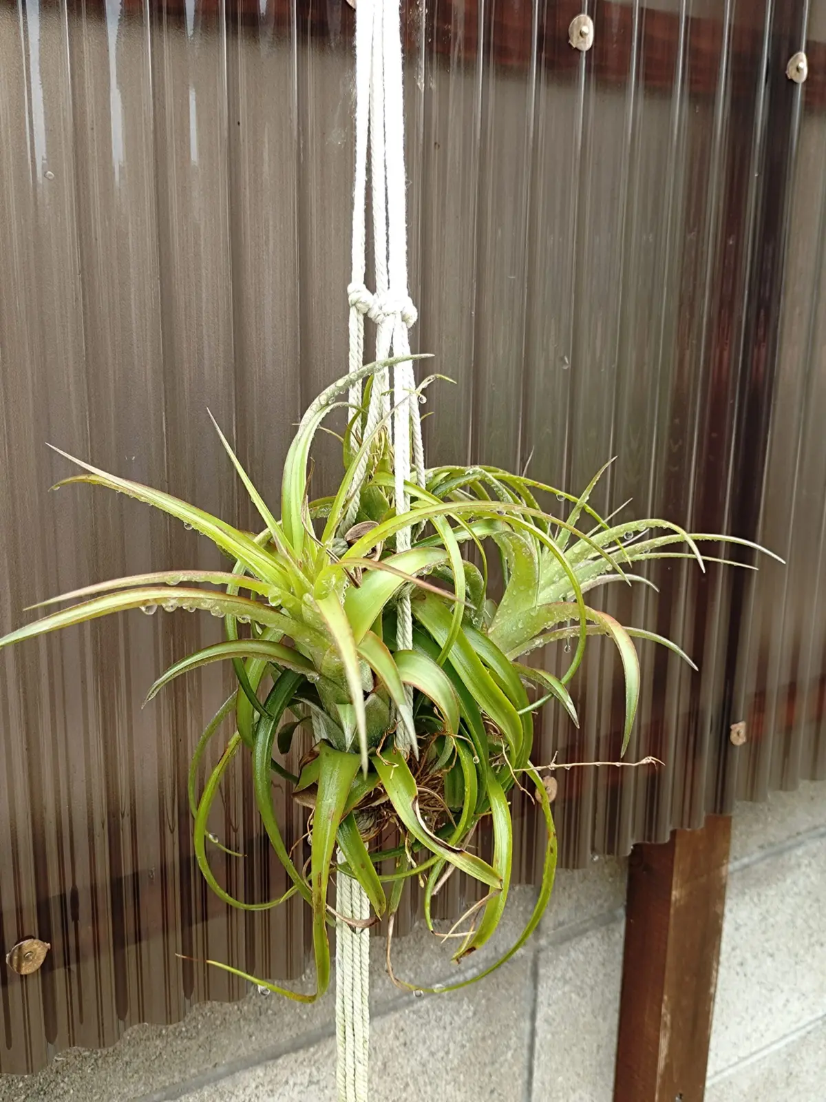 ティランジア　エリックノブロック　クランプ