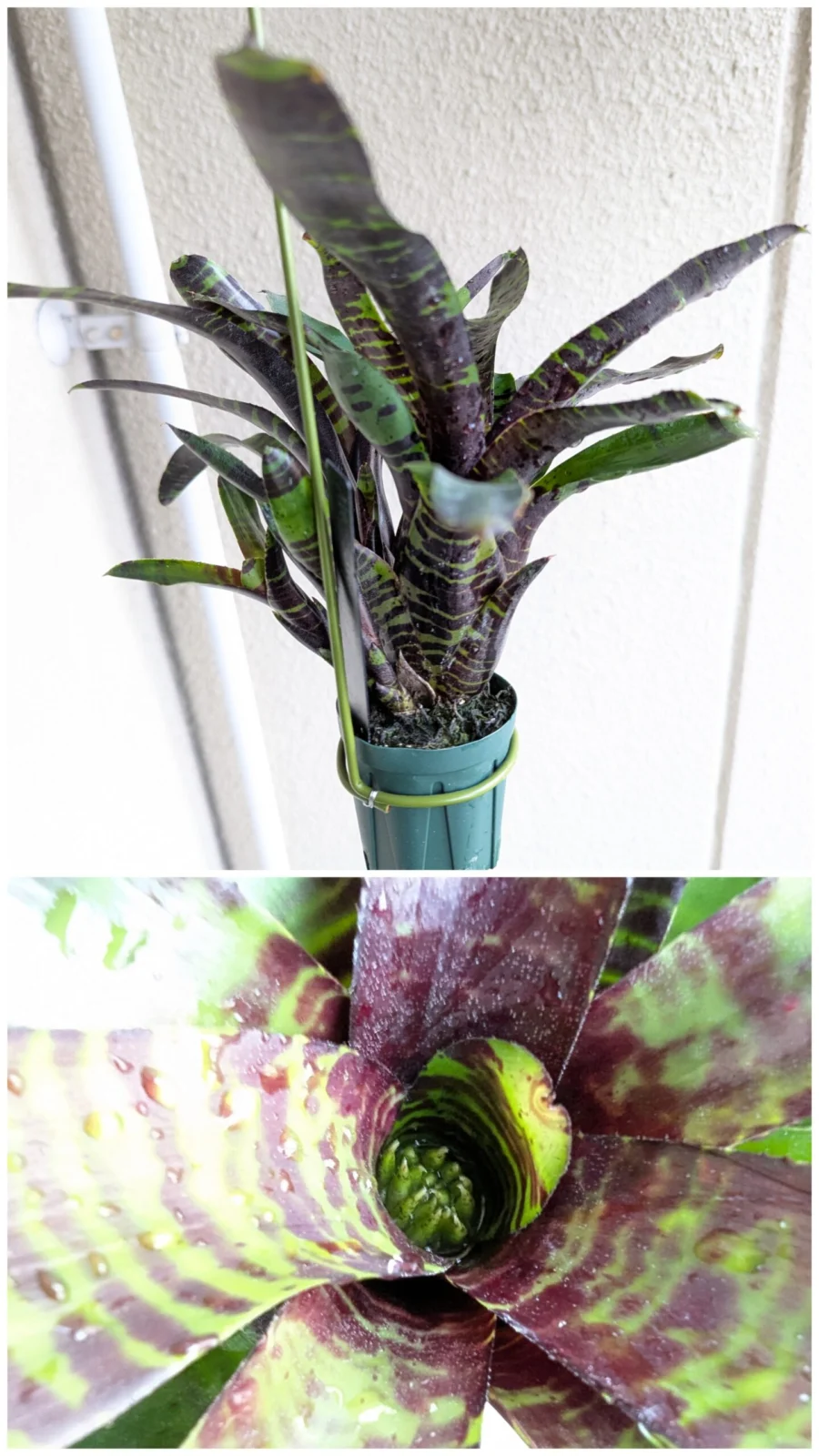 ネオレゲリア　サボイトリュフ　花芽