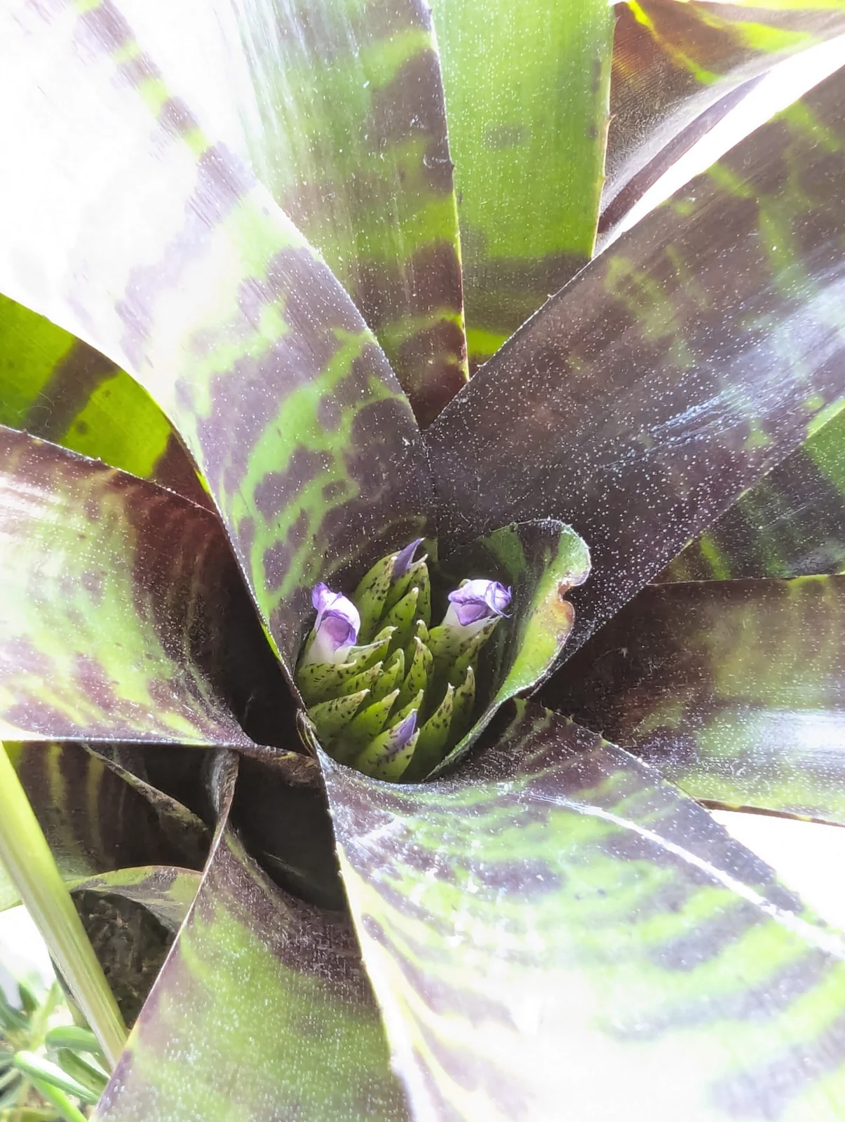 ネオレゲリア　サボイトリュフ　花芽