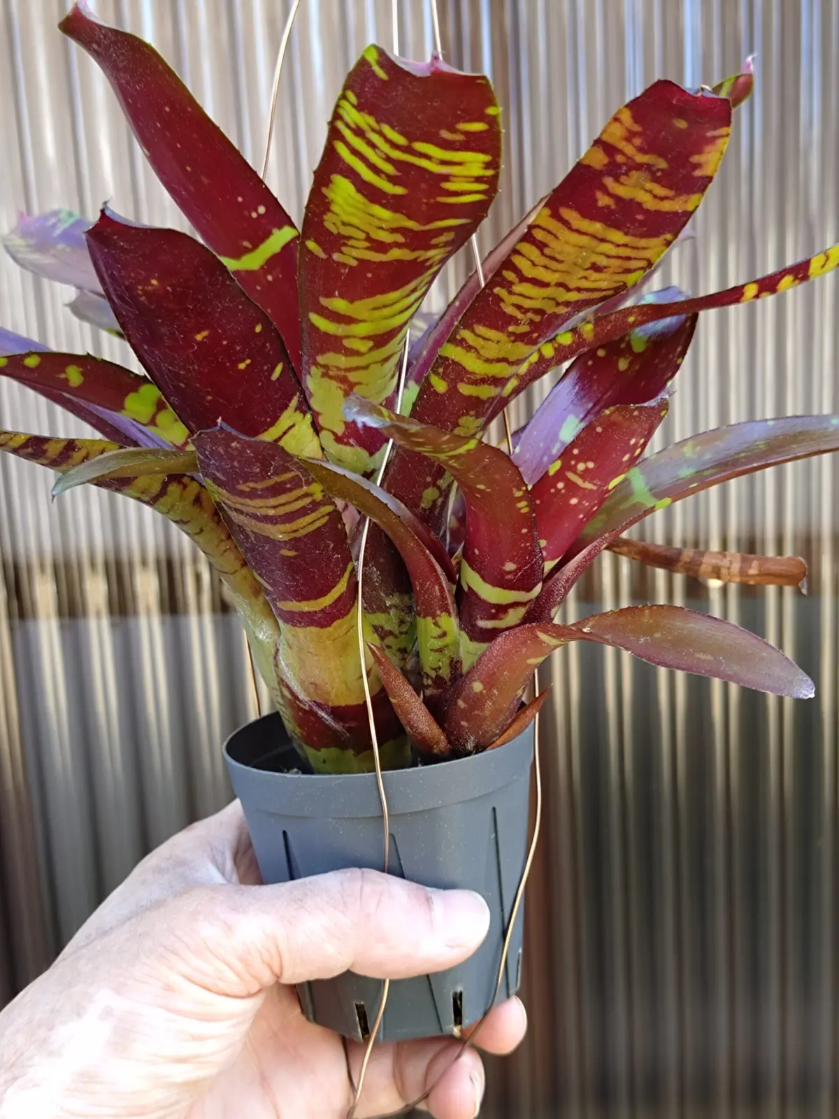 ネオレゲリア　フラッシュポイント