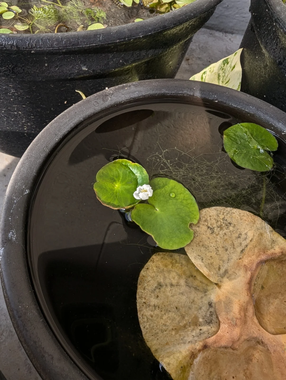 バナナプラント　花