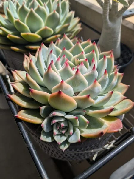 エケベリア 桃太郎 多肉植物