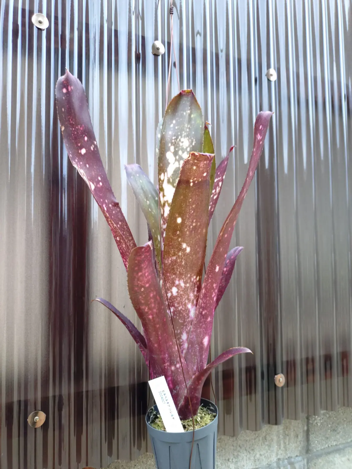 ビルベルギア　ハレルヤ