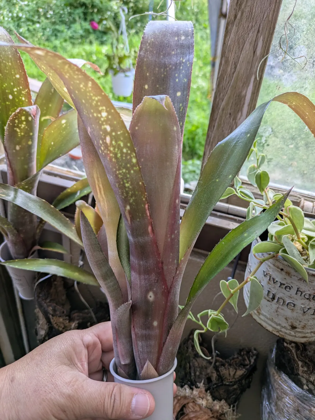 ビルベルギア　アモエナ