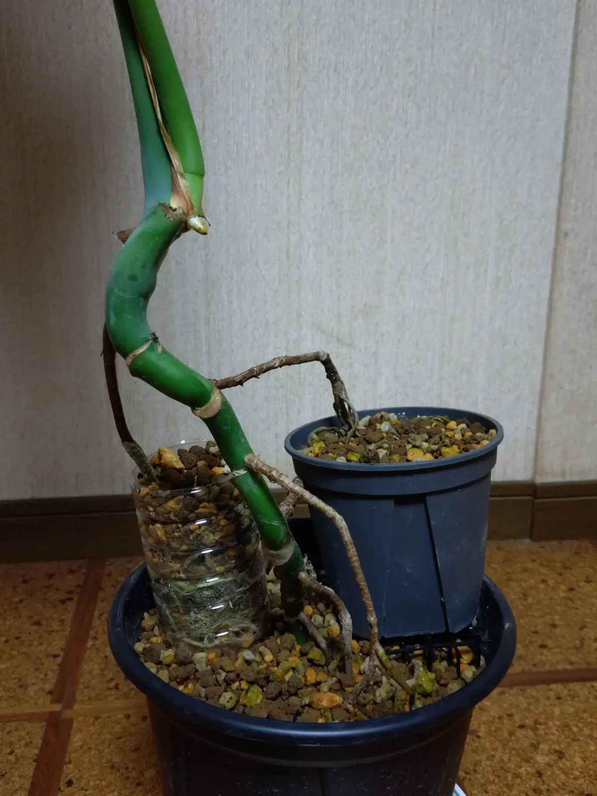 モンステラ　ダサい　気根液肥漬け