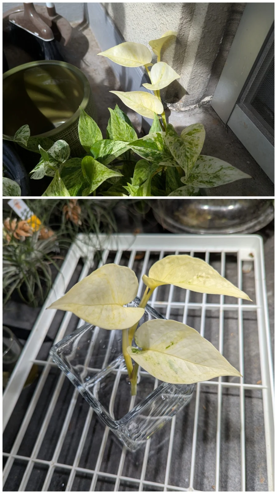 ポトス マーブルクイーン 水差し