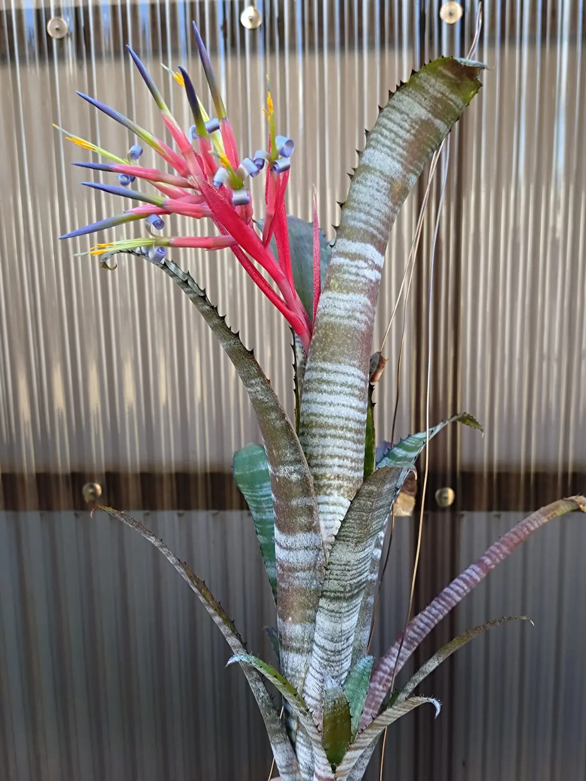 ビルベルギア　パイプライン