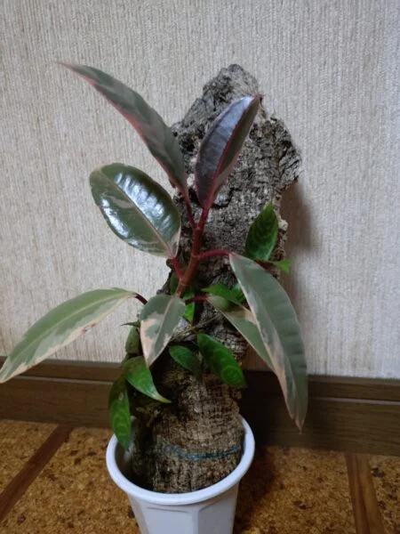 フィカス　ルビー　コルク着生