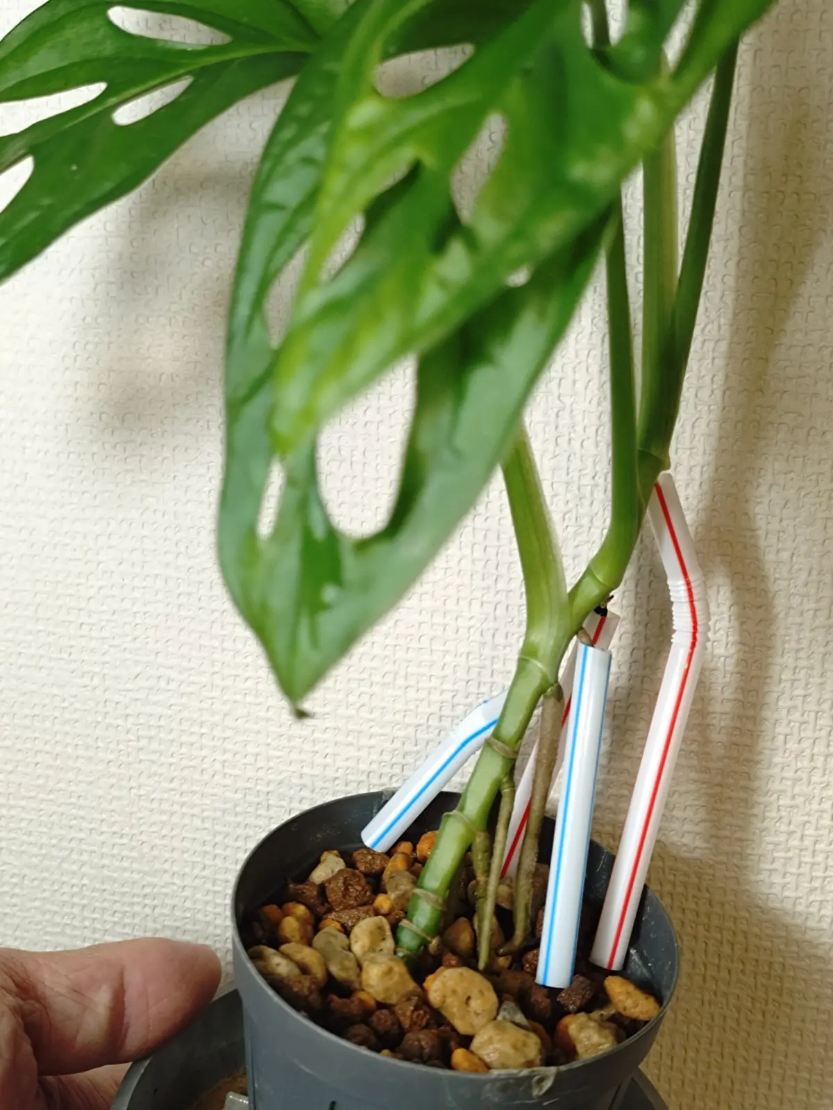 マドカズラ　モンステラ　アダンソニー