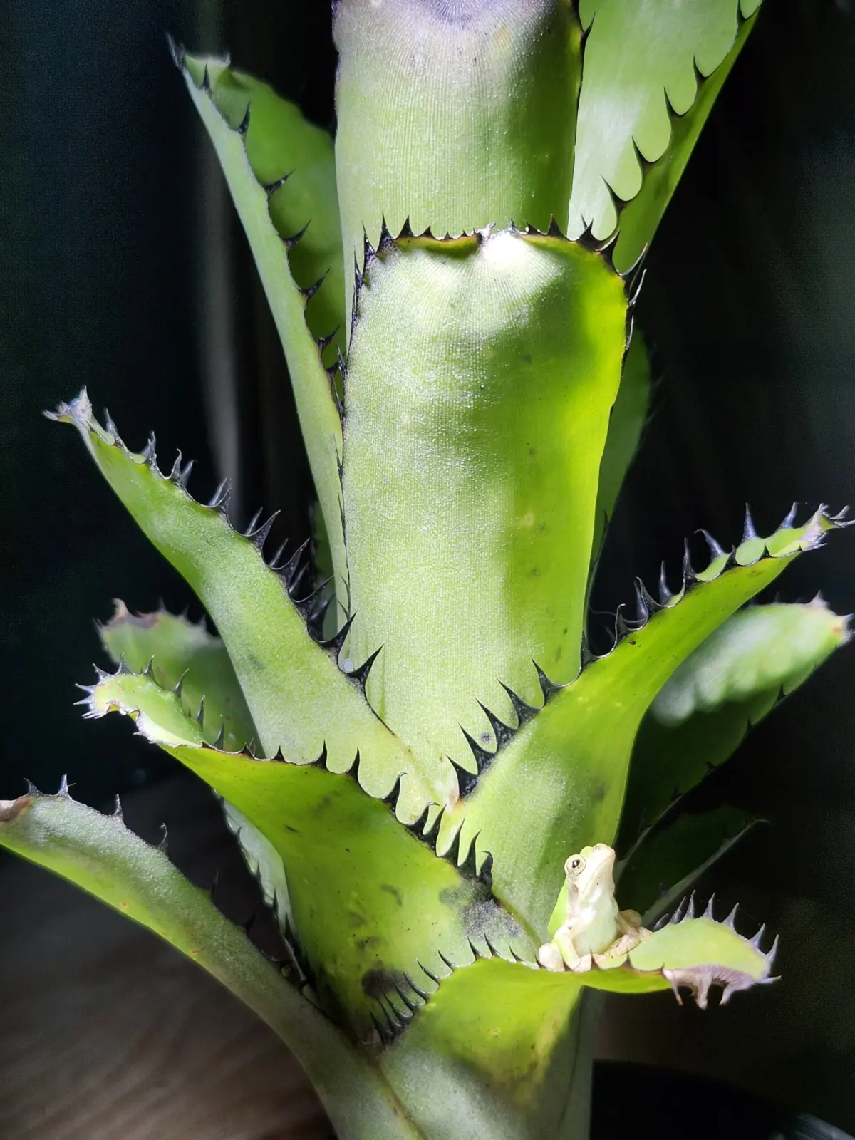 ビルベルギア　サンデリアーナ　