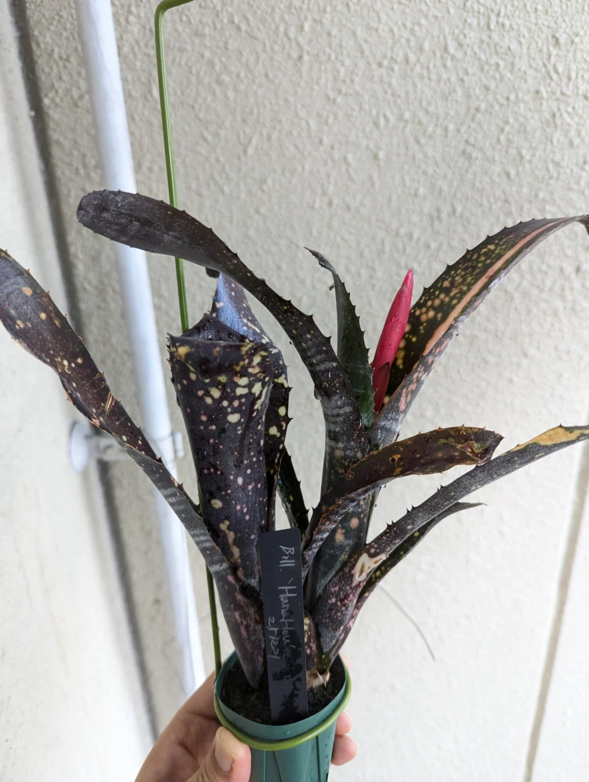 ビルベルギア　ハナホウ　花芽