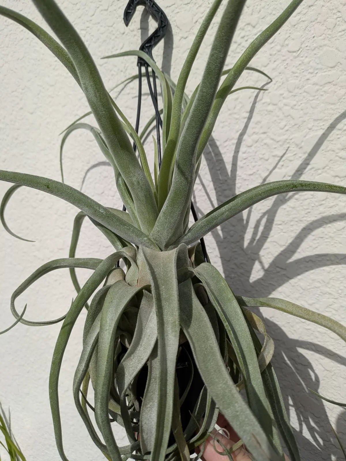 ティランジア　ストレプトフィラ