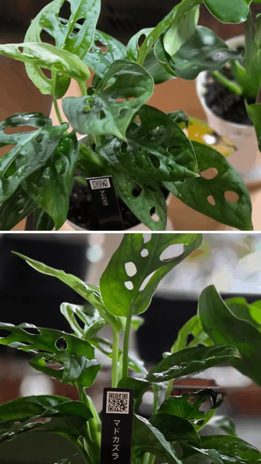 マドカズラ　モンステラ　アダンソニー 　フリードリヒスターリー　ホムセン
