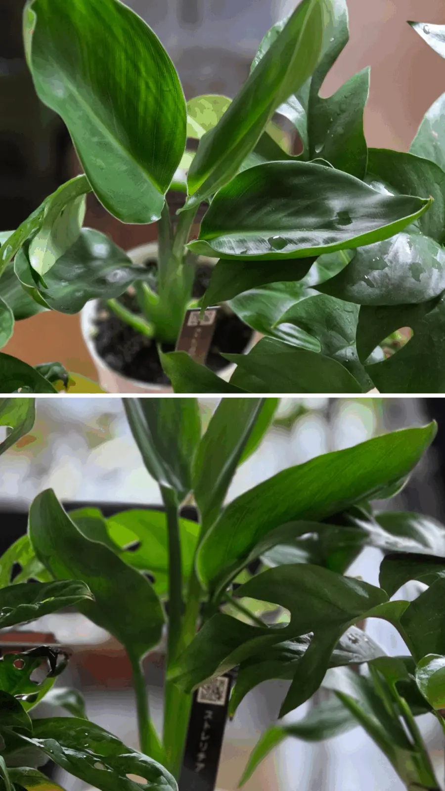 ストレリチア　ホムセン