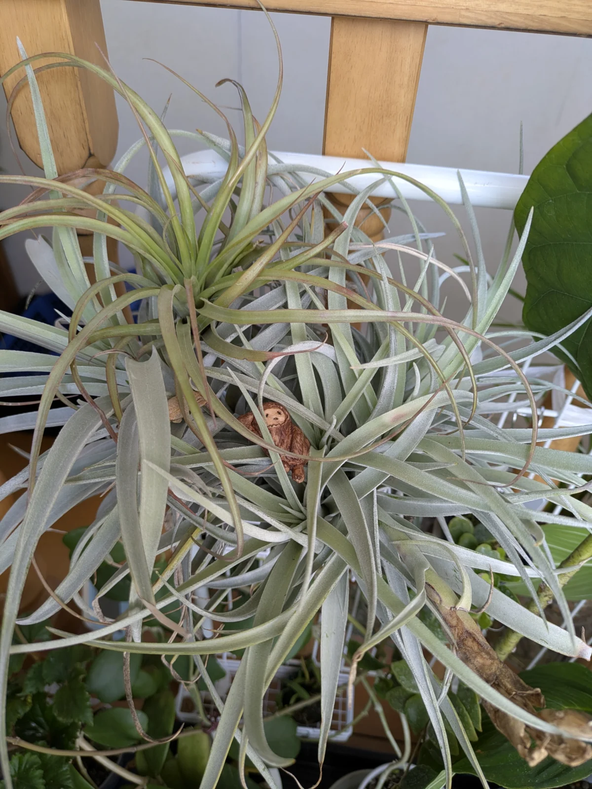 ティランジア　ハリシー　ブラキカウロス