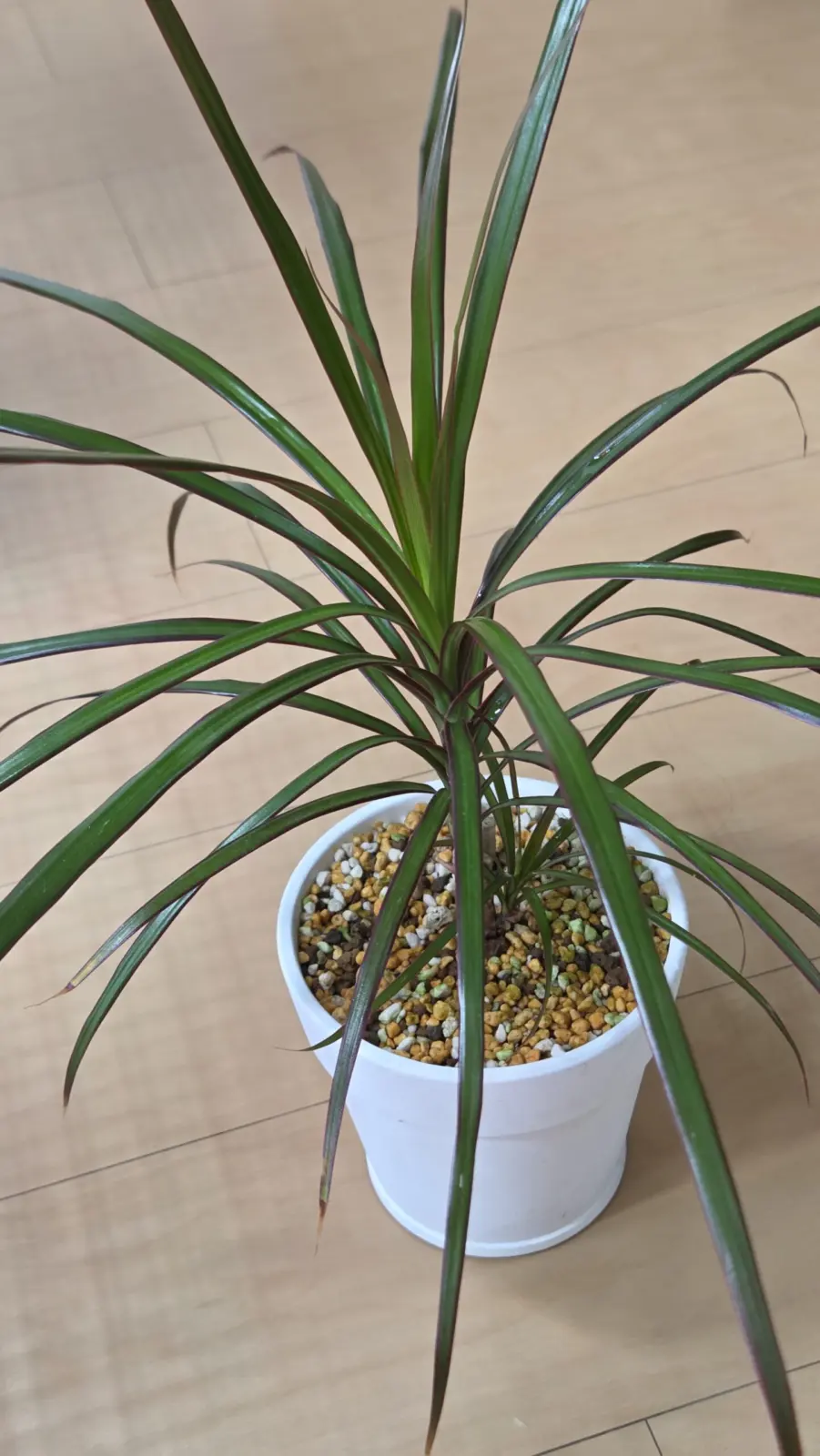 ドラセナ　アフター　①