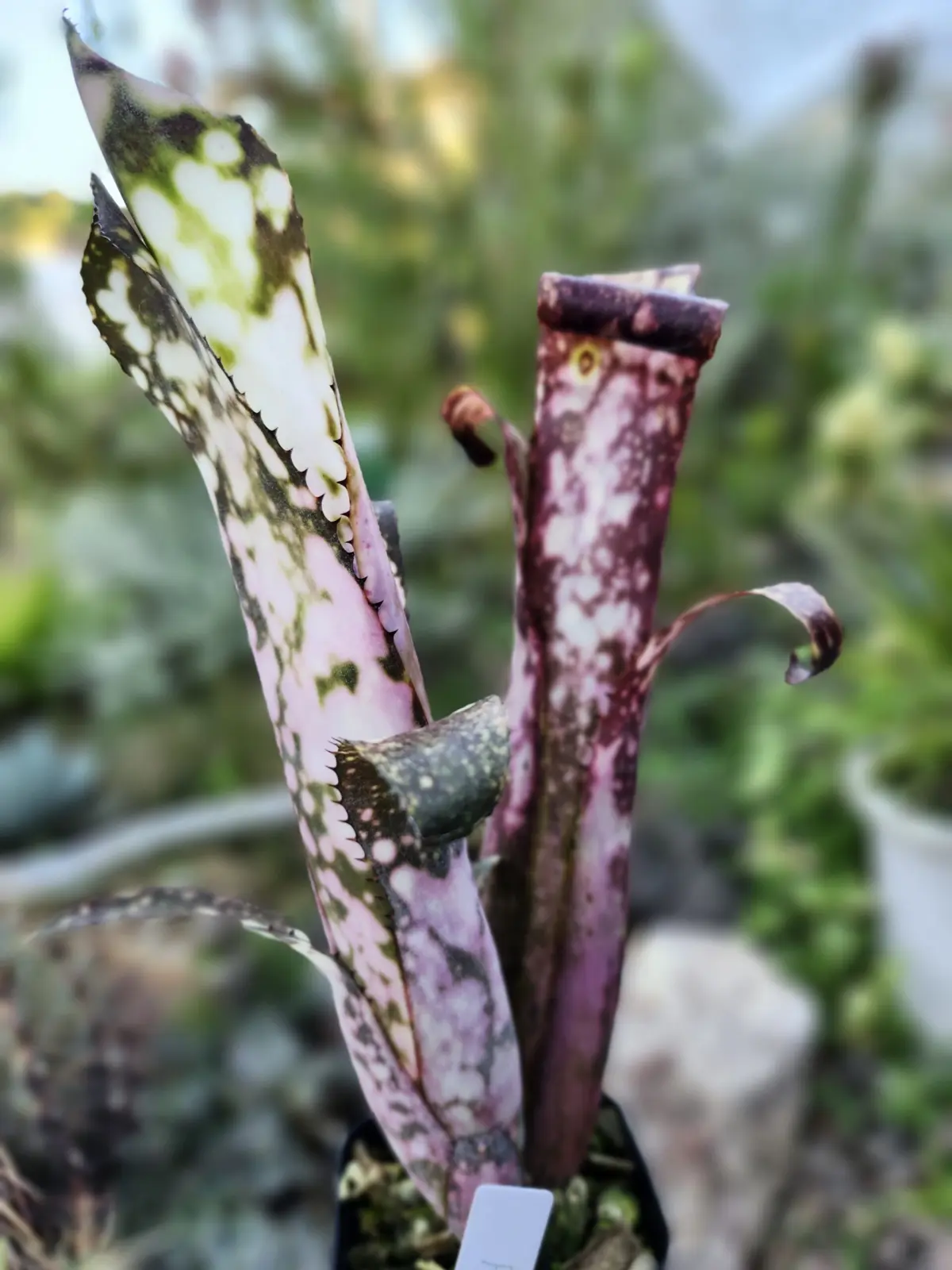 ビルベルギア　コールドフュージョン