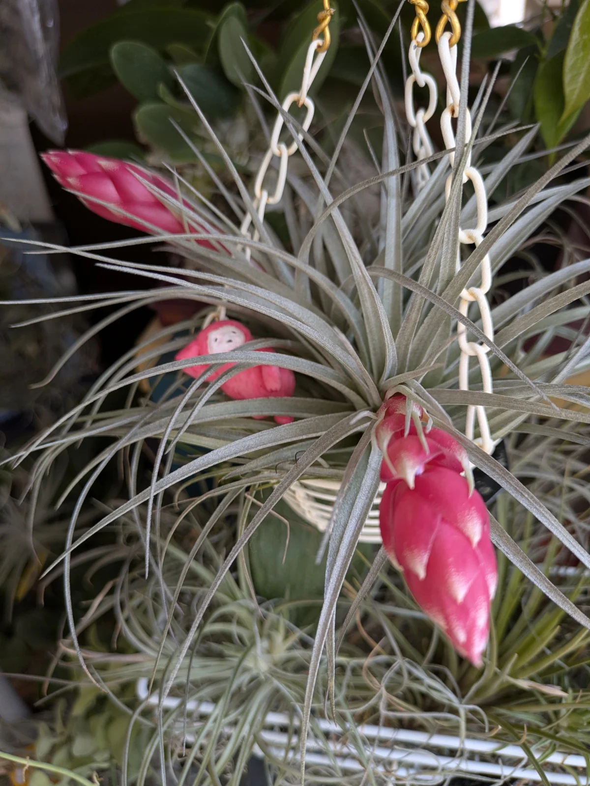 ティランジア　コットンキャンディ