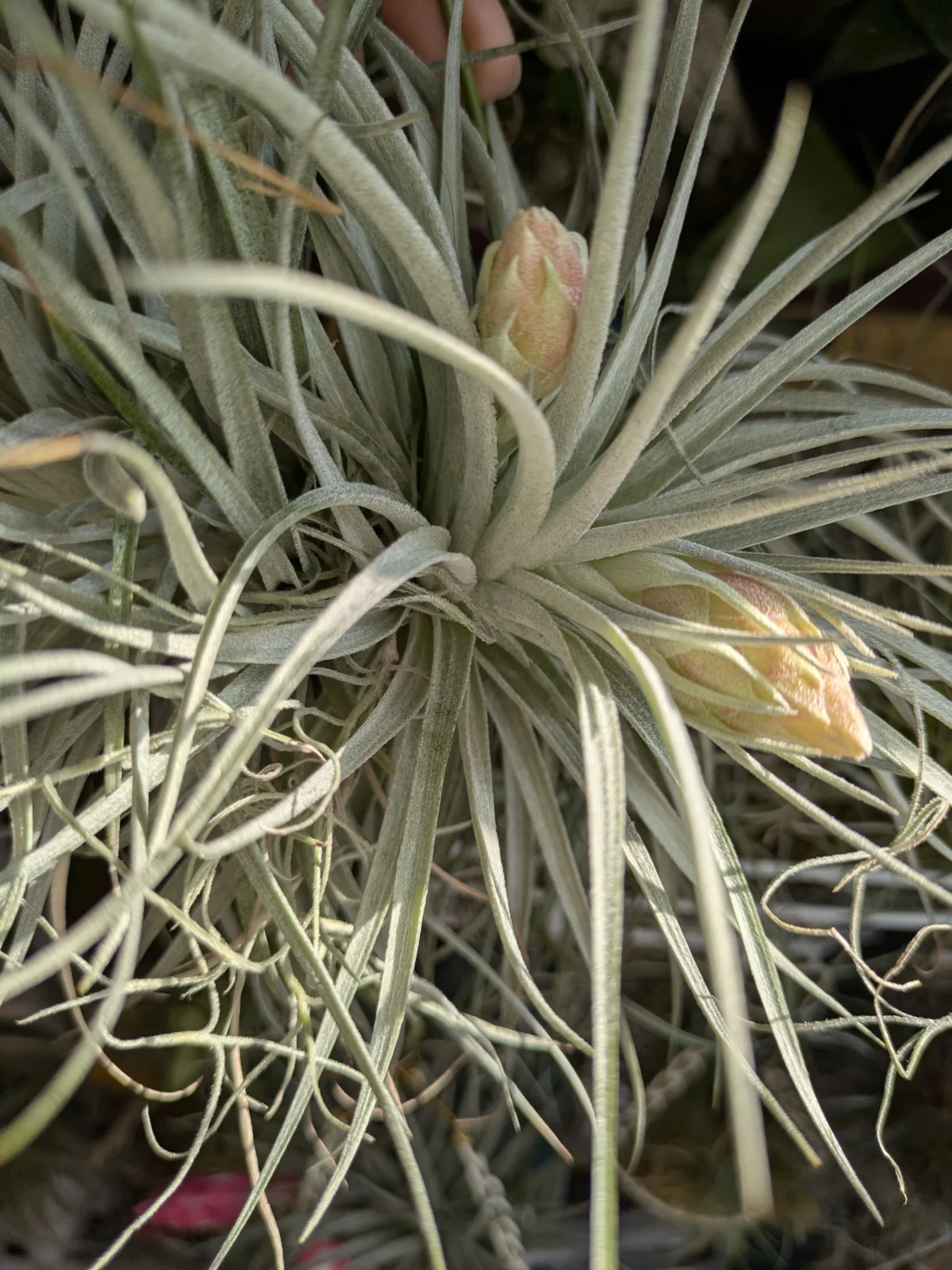 ティランジア　ストリクタ　シルバーリーフ